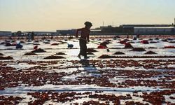 Türkiye'nin Kurutulmuş Domates İhracatı 91 Ülkeye Ulaştı