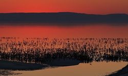 Tuz Gölü'nde 5 Yılın En Yüksek Flamingo Yavrusu Sayısına Ulaşıldı