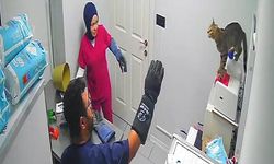 Veterinere götürülen kedi korku dolu anlar yaşattı