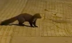 Yalova Şehir Merkezinde Sansar Görüldü
