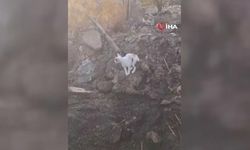 Yangında Kaybolan Yavrularını Arayan Anne Kedi Yürekleri Dağladı