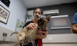 Yangından Kaçan Kedi Luna, Kurtarma Ekiplerinin Yardımıyla Güvenliğe Kavuştu