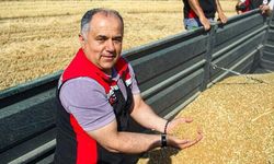 Yerli ve Milli Kirve Buğdayının İlk Hasadı Çorum'da Gerçekleşti
