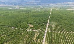 Yozgat Kabalı Köyü'nde 5 Bin Dekarlık Meyve Bahçesiyle Yıllık 15 Bin Ton Rekolte Elde Ediliyor