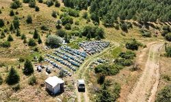 Yozgat'ta Bal Üretimi Artıyor: Çamlık Bal Ormanı'nın Nektar Potansiyeli Umut Veriyor