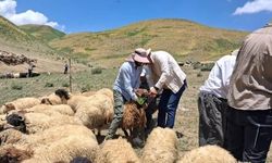 Yüksekova'da Küçükbaş Hayvanlarda Aşılama ve Kimliklendirme Çalışmaları Devam Ediyor
