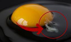 Yumurtadaki Beyaz İpliksi Yapı Chalaza Nedir, Ne Anlama Gelir?