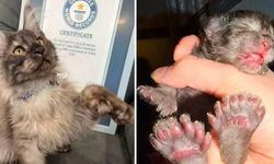 29 Parmaklı Kedi Erebus Anomaly Guinness Rekorunu Kırdı