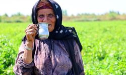 Adana'da Tarım İşçileri Sıcak Havaya Rağmen Günde 700 Kasa Hasat Ediyor