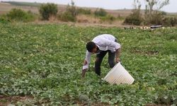 Adana'da Üretici Aracıları Bypass Ederek Kavununu Pazarda Doğrudan Satıyor