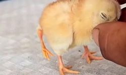 Adıyaman'da Dört Ayaklı Civciv Doğdu, Mahallede Hayret Yarattı