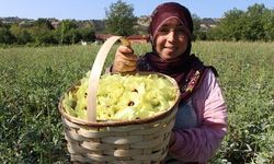 Amasya Çiçek Bamyası Kilosu 1.400 TL ile Altını Aratmayacak Değerde