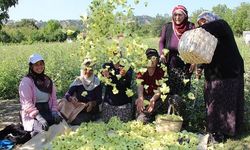 Amasya'nın Coğrafi İşaretli Çiçek Bamyası Altından Daha Kolay Satılıyor