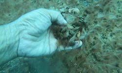 Antalya kıyılarında deniz tabanındaki peltemsi tabaka deniz canlılarını tehdit ediyor