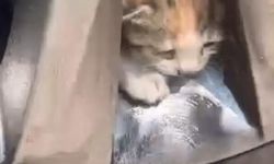 Aracın Tekerine Sıkışan Kediler Kurtarıldı