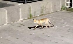 Ardahan'da Şehir Merkezine İnen Tilki Vatandaşlarca Görüntülendi