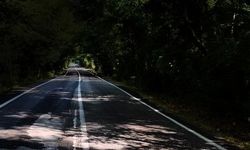 Bartın'daki Ağaç Tüneli, Dünyanın Üç Ülkesindeki İkizleriyle Dikkat Çekiyor