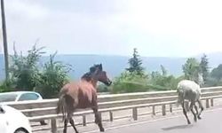 Başıboş Atlar Trafikte Araçlarla Yarıştı
