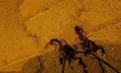 Batman Binatlı Köyünde Artan Sıcaklıklar Akrep Vakalarını Yükseltti