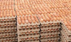 Belçika'da Salmonella Alarmı: 306 Kişi Yumurtalar Nedeniyle Hastalandı