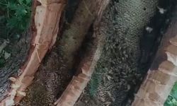 Bingöl'de Ağaç Kovuğundan Kilo Kilo Doğal Bal Çıkarıldı