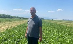 Bursa Çeltikçi'de Sözleşmeli Üretim Modeliyle Çiftçilere Güvence Sağlanıyor