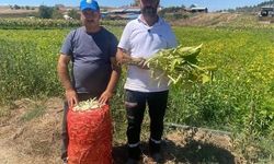 Bursa'da Şeker Fasulye Üretimi Yüzleri Güldürüyor