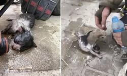 Bursa'da Yangından Kurtarılan Yavru Kedi Su ve Oksijenle Hayata Döndü
