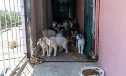 Çöp Ev İhbarında Yaklaşık 100 Kedi Bulundu