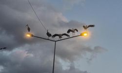 Çorlu'da Leyleklerin Aydınlatma Direkleri ve Ağaçlarda Yoğun Konaklaması