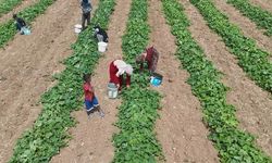 Çubuk Turşusu İçin Salatalık Hasadı Sıcaklara Rağmen Devam Ediyor
