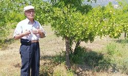 Denizli'de 300 Yıllık Hünnap Ağaçlarından Hasat Başladı