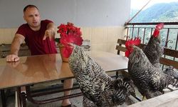 Eğitilen Horozlar Komutlarla Ötmeyi Öğrendi