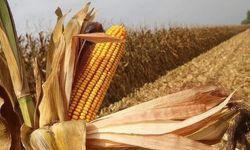 El Nino Etkisiyle Mısır Fiyatları 3 Yılın Zirvesine Ulaştı