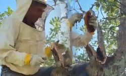 Elazığ'da Ormanda 3 Kilogramlık Doğal Bal Bulundu