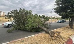 Erciş'te Fırtına Ağaçları Kökünden Söktü, Trafikte Aksamalar Yaşandı
