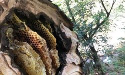 Erzincan'da Ağaç Kovuklarındaki Doğal Balın İzinde Bal Avcıları