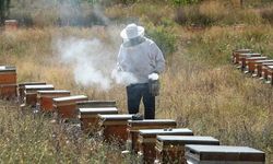 Erzincan'ın 3 Coğrafi İşaretli Balı ve Arı Ürünleri Üretimi Artıyor
