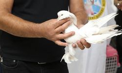 Erzurum'da 5 Milyon TL Değerindeki Şebap Güvercin Sergisi İlgi Çekti