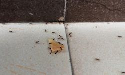 Evde Karınca Sorununa Karbonat ve Pudra Şekeriyle Pratik Çözüm