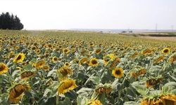 Gümrük Vergisi Düzenlemesi: Yağlık Ayçiçeği Tohumu İthalatında Yeni Takvim