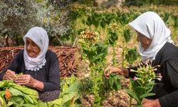 Hatay Yayladağı'nda Tütün Hasadı ve Kurutma Süreci Başladı