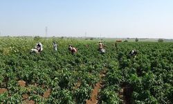 Hatay'da Kapya Biber Hasadı Sıcakta Zorluklarla Devam Ediyor