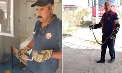 Hatay'da Yerleşim Yerlerine Giren Yılanlar Güvenli Şekilde Yakalandı