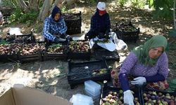 Havran Siyah İnciri Hasadı Başladı: 24 Saat İçinde Sofralarda
