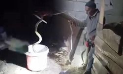 Iğdır'da Yılanları Çıplak Elle Yakalayarak Doğal Ortamlarına Bırakan İbrahim Kalkan
