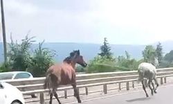 İnegöl'de Başıboş Atlar Trafikte Araçlarla Yarıştı