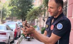 İnegöl'de Yağmur Suyu Giderine Sıkışan Yavru Kedi İtfaiye Ekiplerince Kurtarıldı