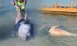 İzmir kıyılarında orkinos ölümleri tekrar başladı, uzmanlar tüketim uyarısı yaptı
