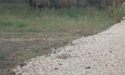 İznik Gölü Sahil Yolunda Yaban Domuzu Sürüsü Kameraya Takıldı